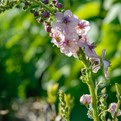 Southern Charm Mullein